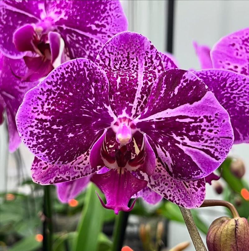 Orchid