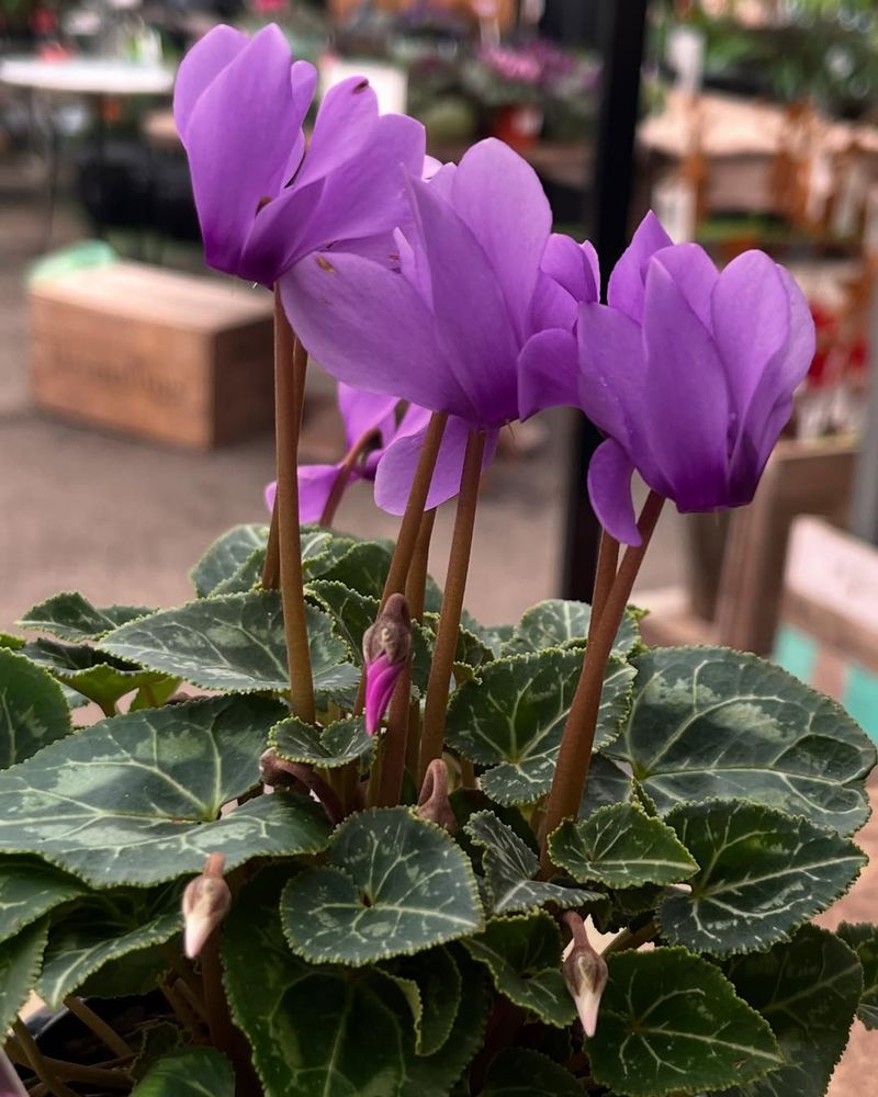 Cyclamen With Butterfly-Like Flowers