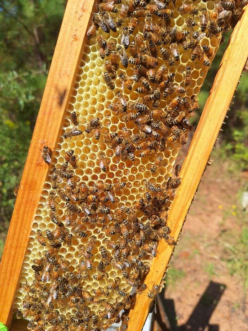 Lack of Genetic Diversity in Managed Colonies