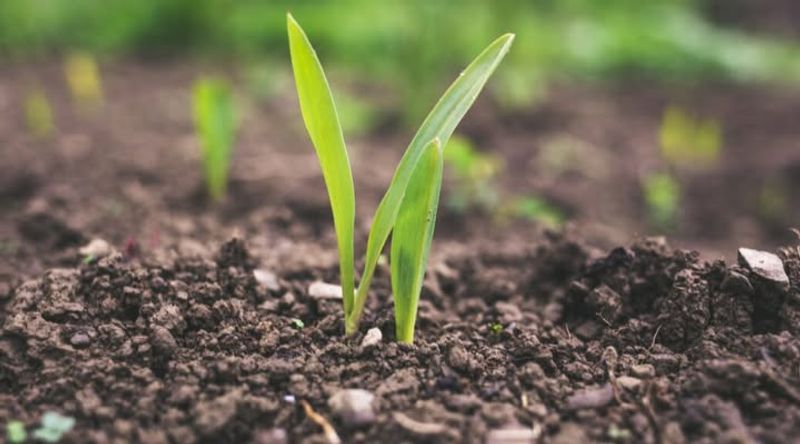 Not Testing Soil pH Before Winter