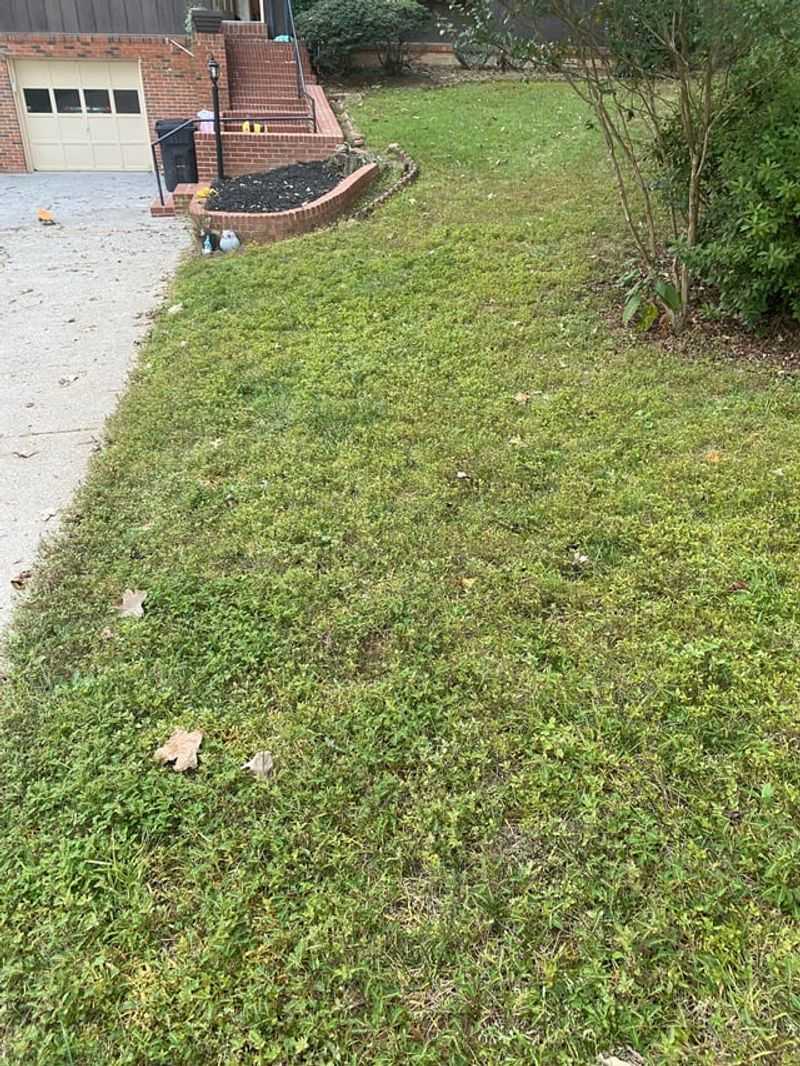 Skipping the Final Mow of the Season