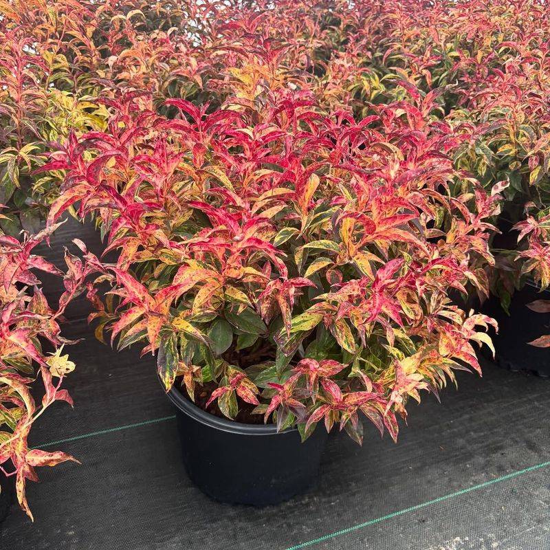 Leucothoe (Leucothoe fontanesiana)