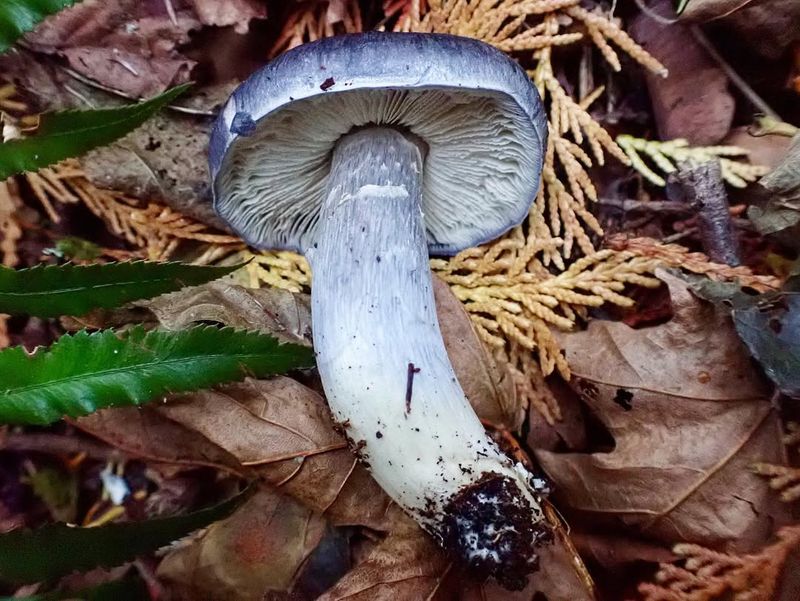 Relatively Small In Size Compared To Other Mushroom Species