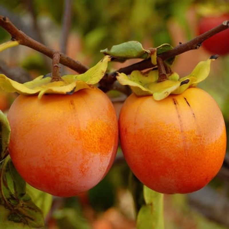 Persimmon Trees (American Varieties)