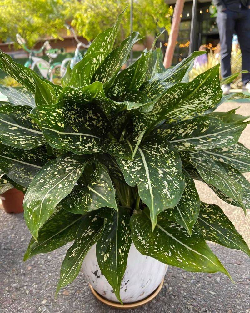 Chinese Evergreen