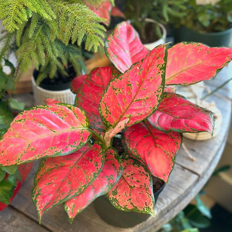 Chinese Evergreen (Aglaonema)