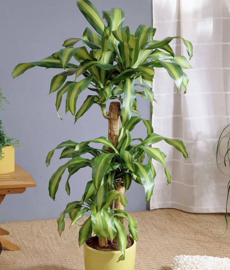 Dracaena (Dracaena fragrans)