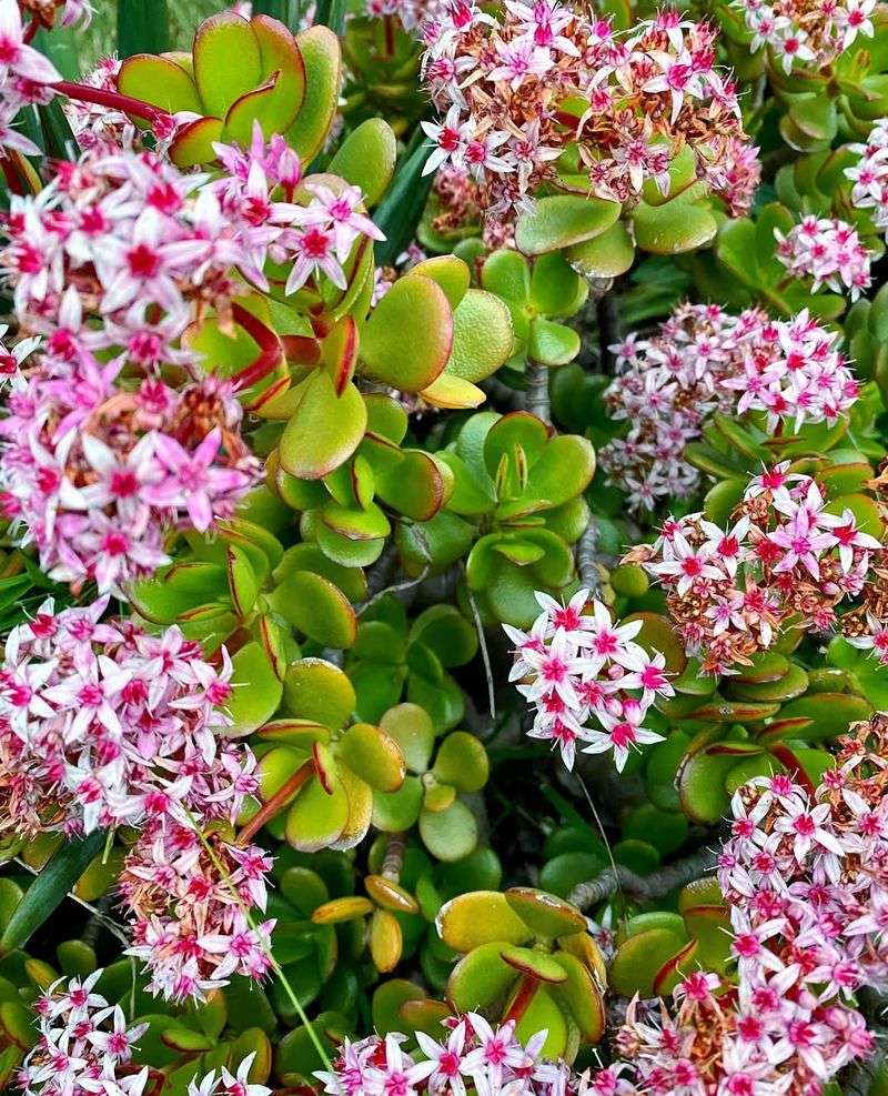 Jade Plant (Crassula ovata)