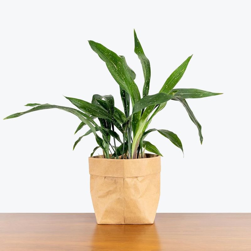 Cast Iron Plant (Aspidistra elatior)