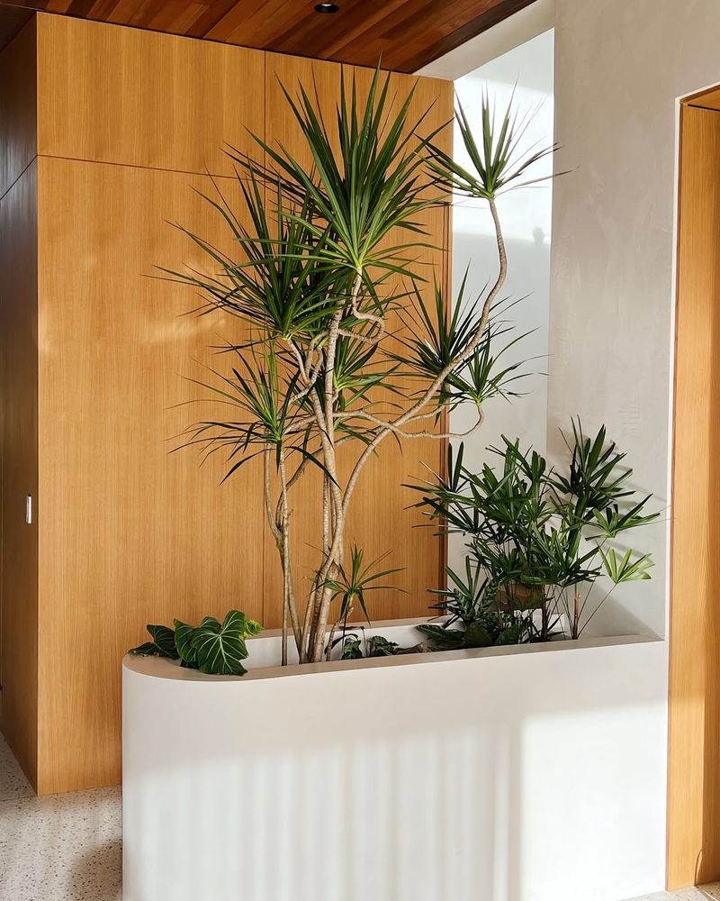 Dracaena