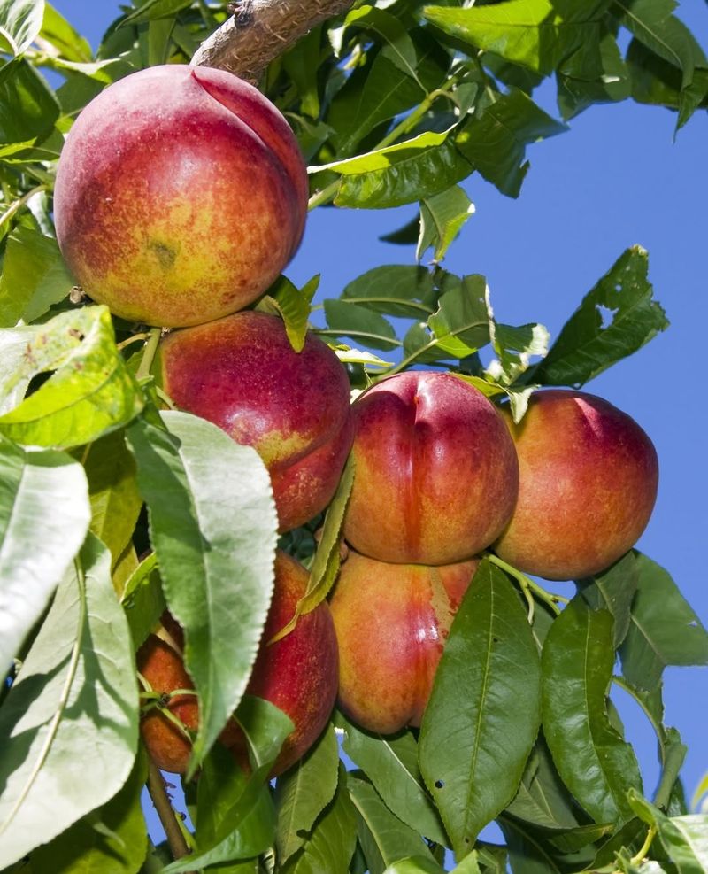 Nectarine Trees
