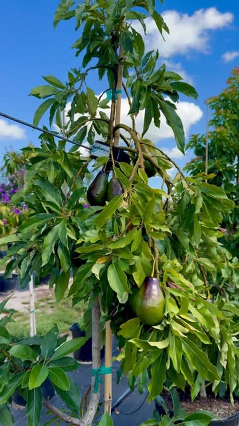 Avocado Trees