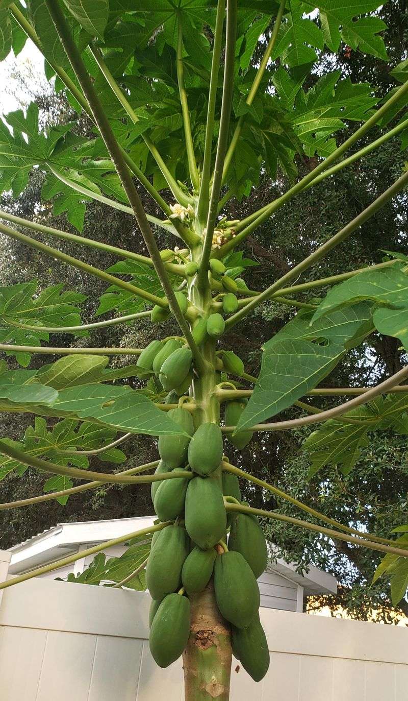 Papaya Trees
