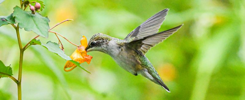 Ruby-Throated Hummingbirds Dominate North Carolina