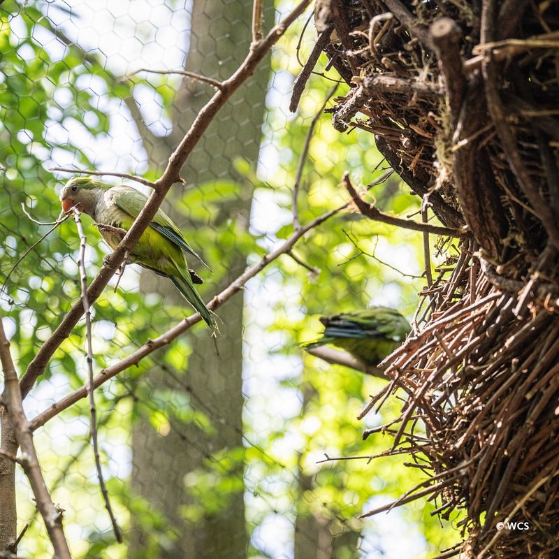 Brush Piles For Cover