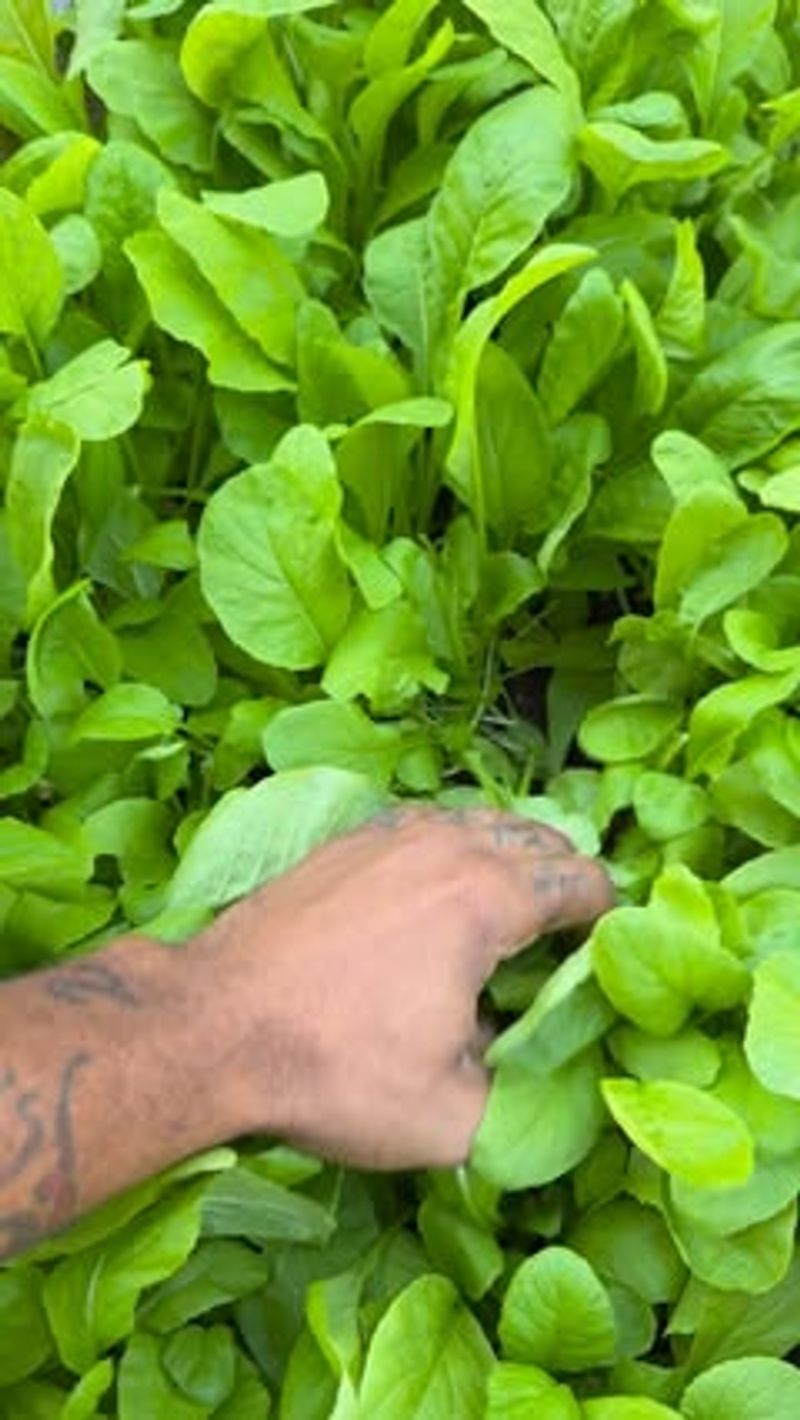 Mustard Greens