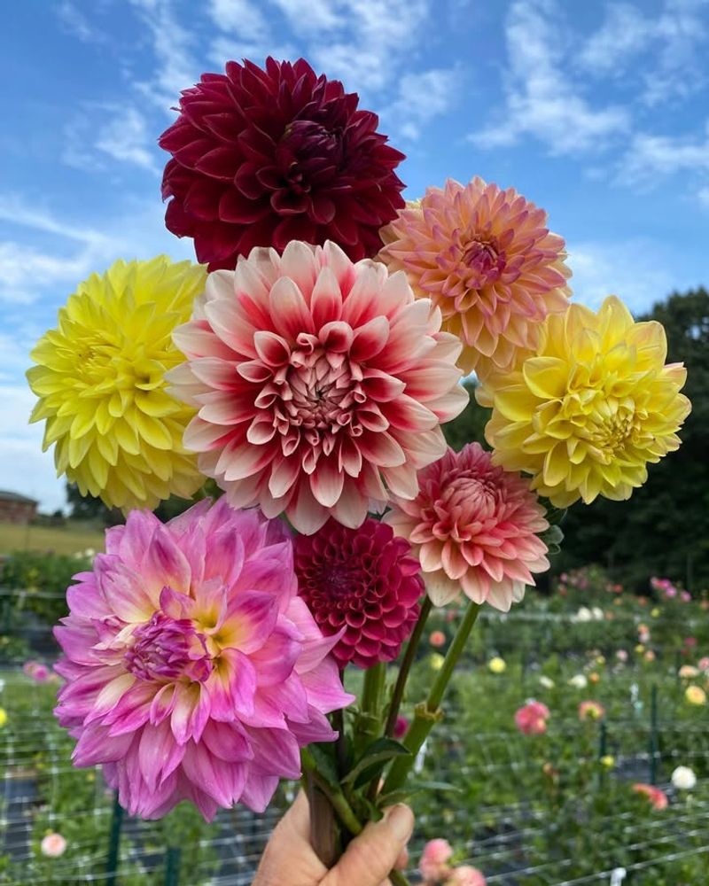 Dahlias
