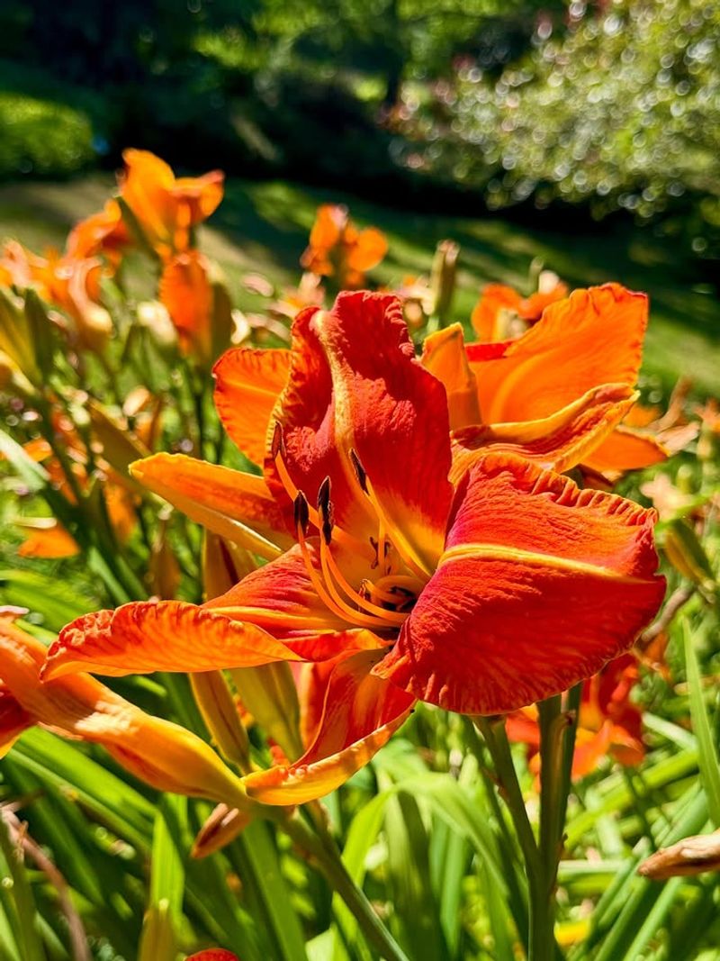 Daylilies