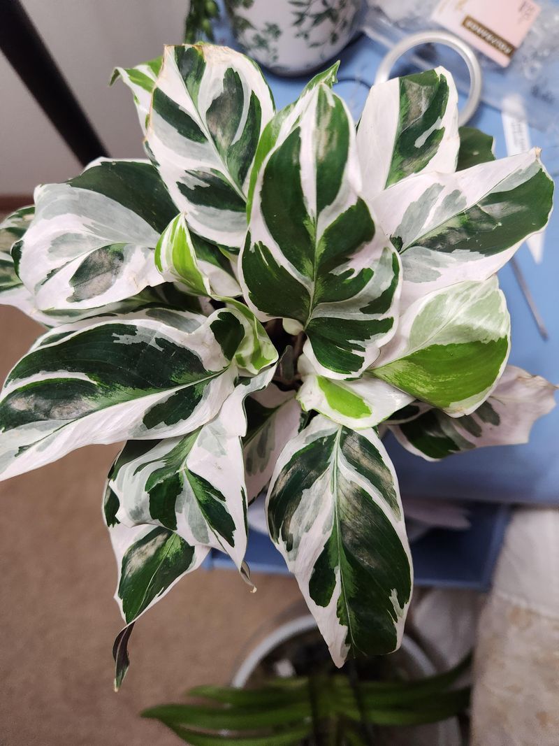 Calathea White Fusion