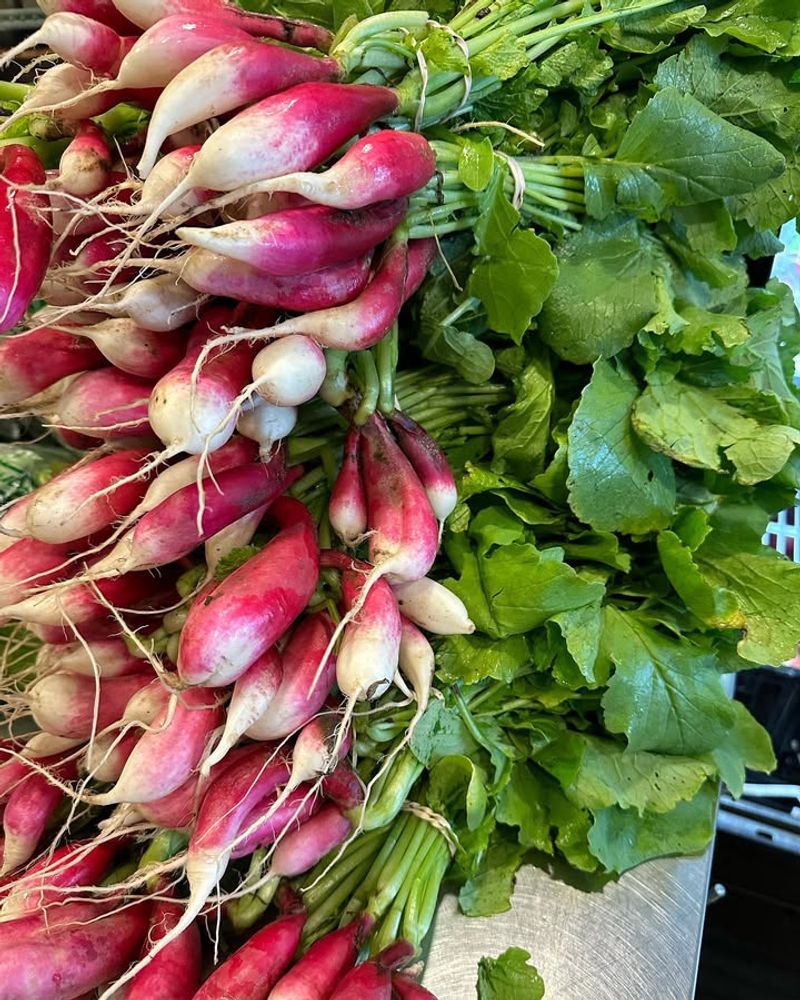 Radishes