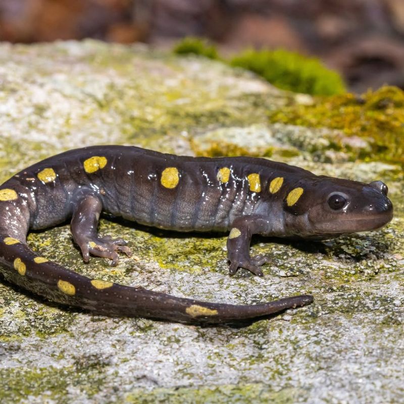 Spotted Salamander