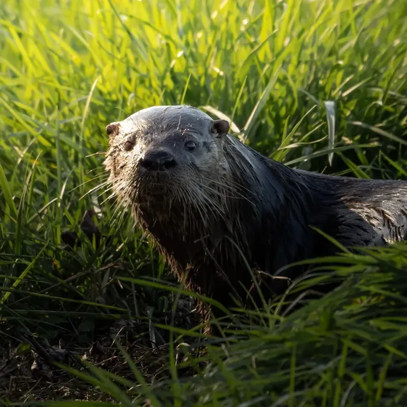 River Otters