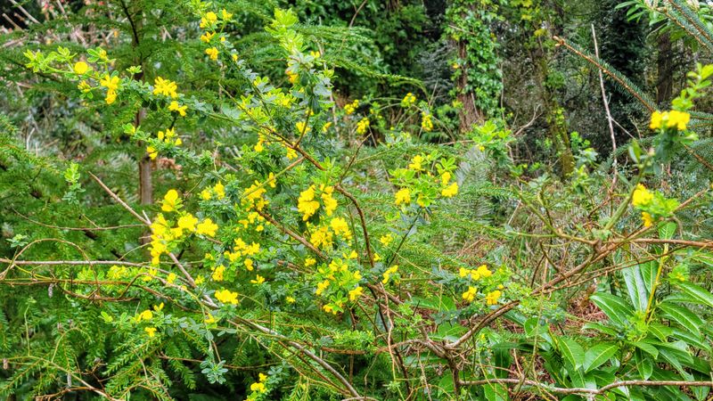 French Broom (Genista monspessulana)