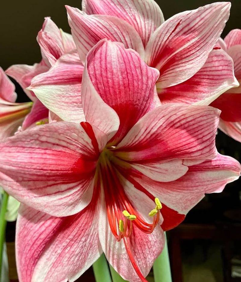 Low Maintenance Beauty