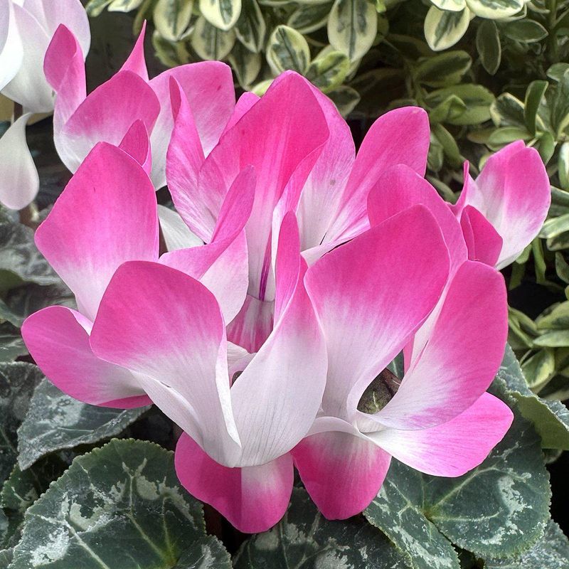 Long Blooming Period Means Months Of Color