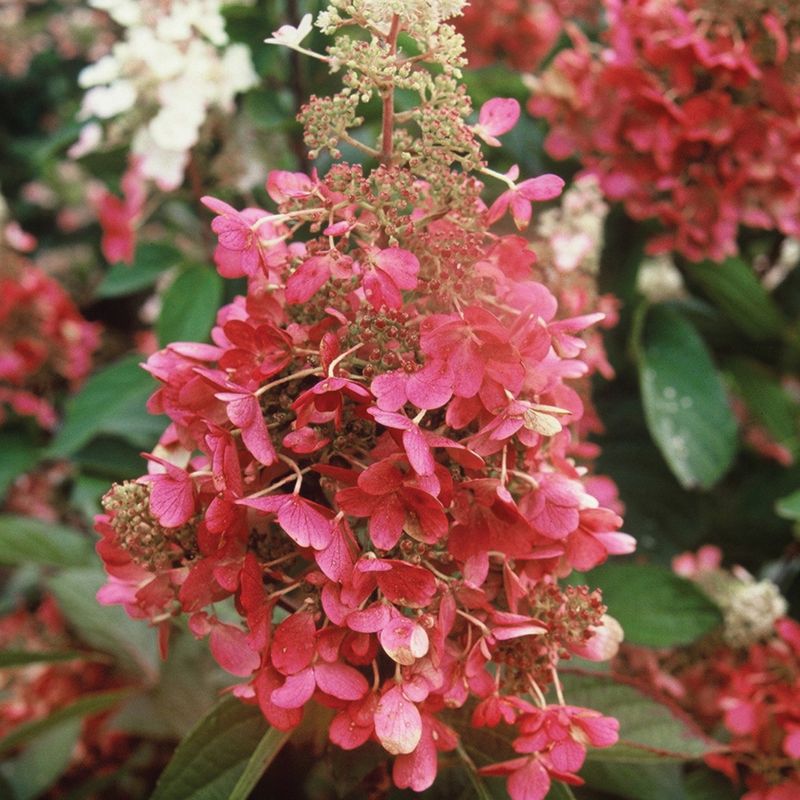 Low Maintenance Once Established In Ground