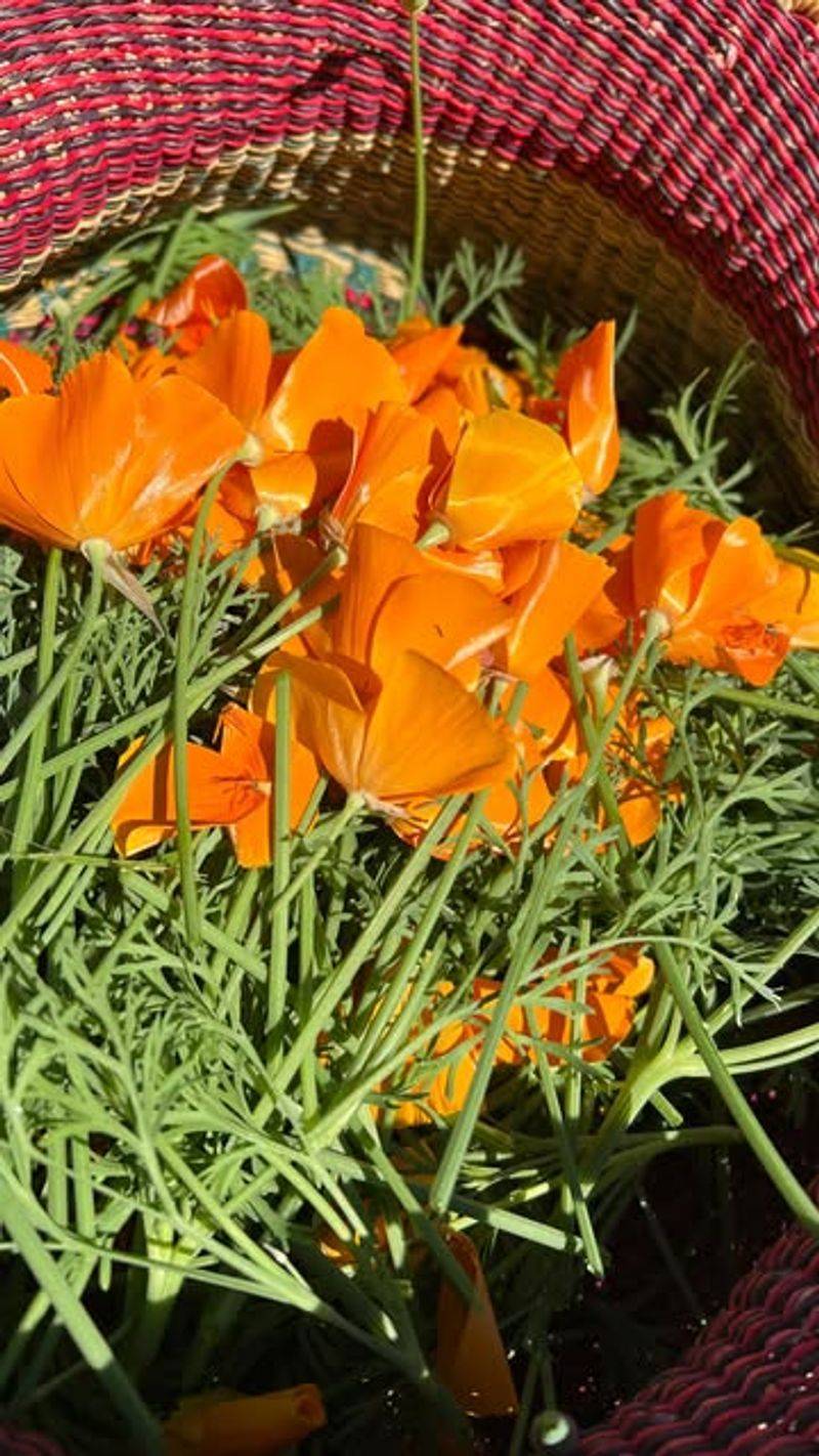 Bees Love The Pollen-Rich Blooms