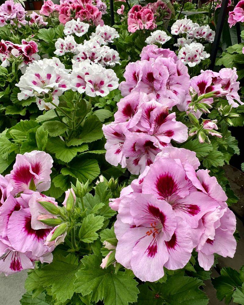 Long Blooming Season