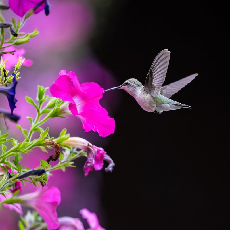 Attract Butterflies And Hummingbirds