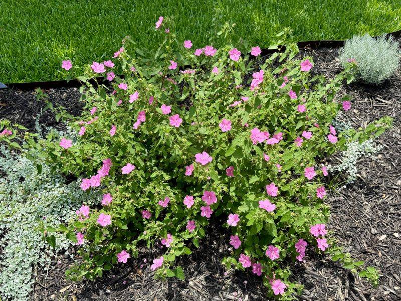 Native Plant Benefits