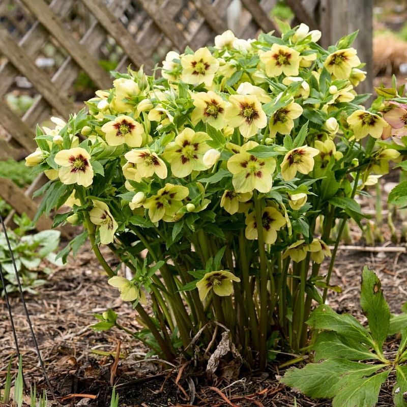 Endless Color And Variety Options