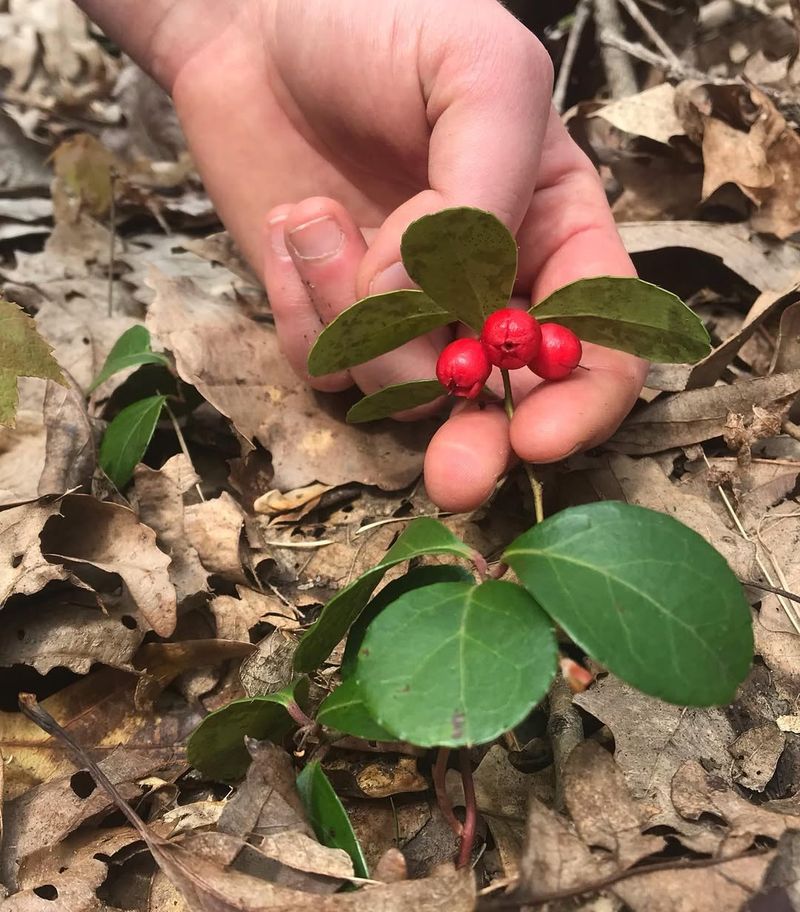 Native Plant With Deep Appalachian Roots
