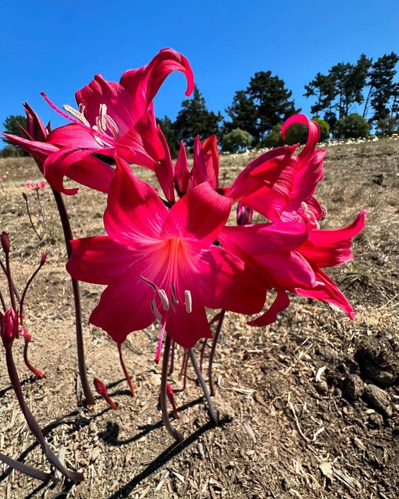 Abundant Natural Sunlight Year-Round