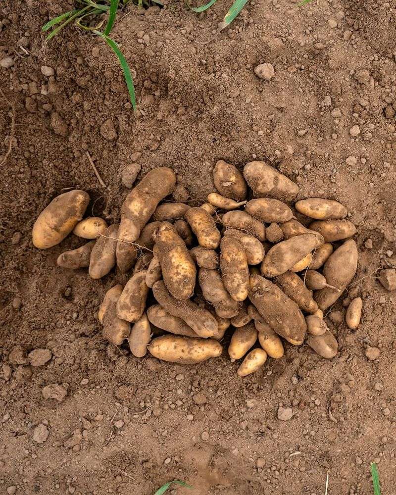 You Can Save Seeds And Grow Forever