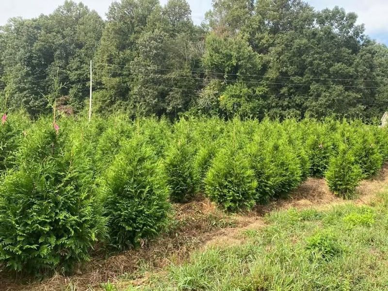 Living Walls Replace Traditional Fencing