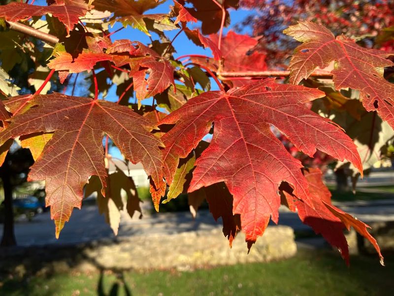 Seedless Variety Keeps Yards Clean