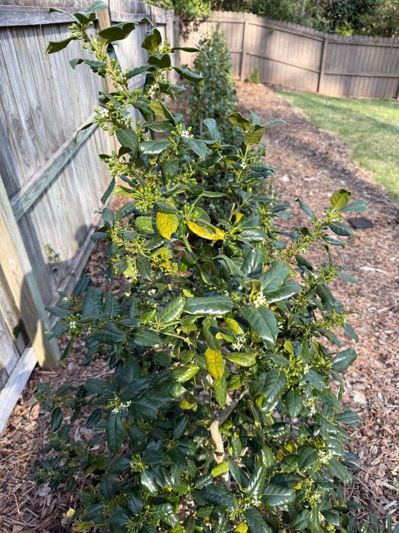 Attracts Winter Wildlife to Your Yard