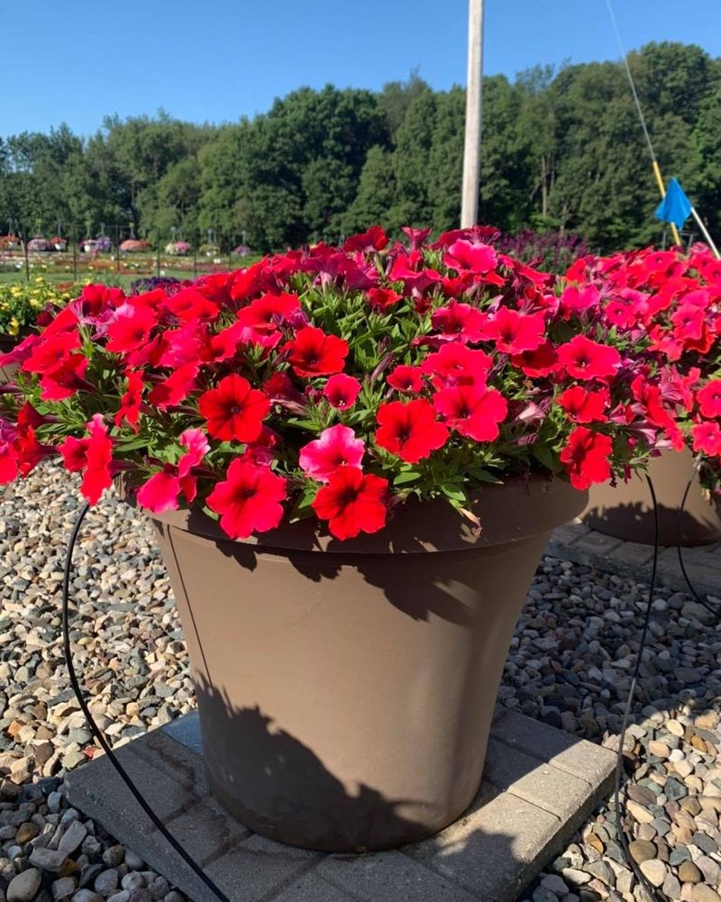 Natural Mosquito Deterrent For Evening Gatherings