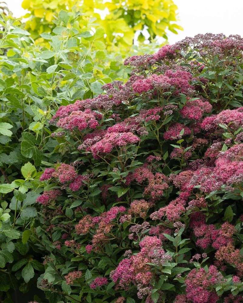 Stunning Fall Foliage Adds Extra Interest