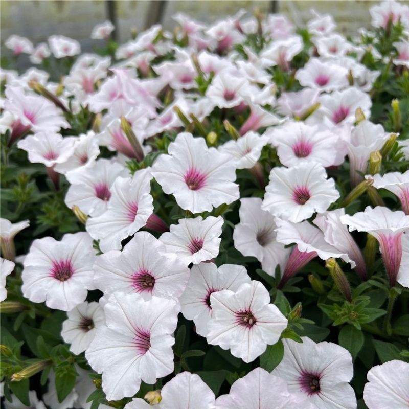 Attracts Butterflies and Hummingbirds