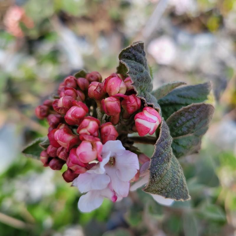 Attracts Pollinators While Deer Usually Avoid It