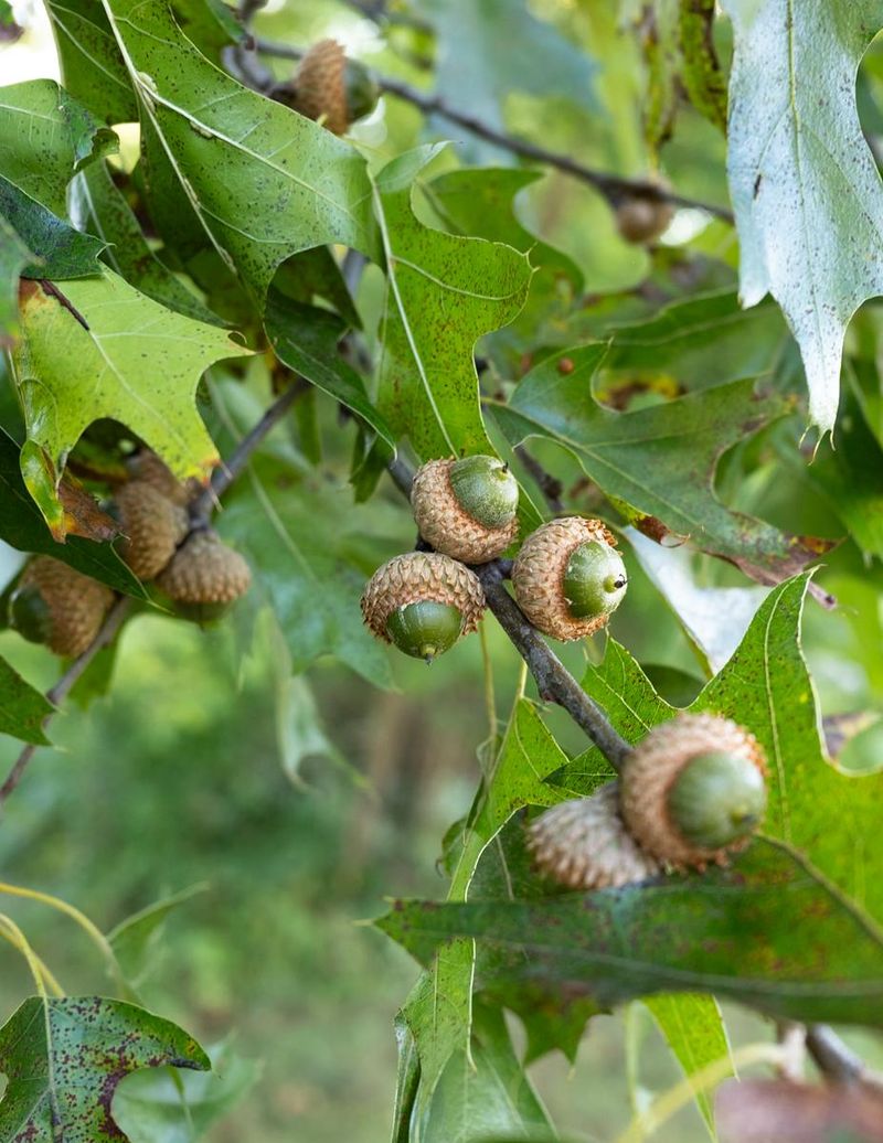 Reduced Competition From Last Year