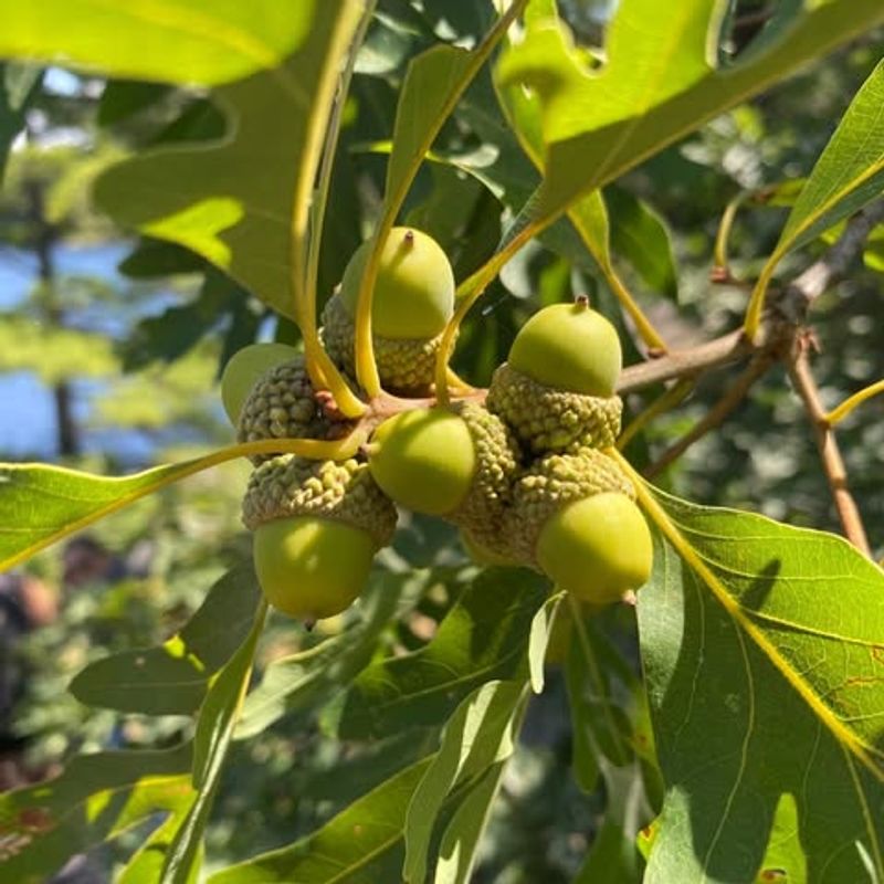 Summer Rainfall Was Abundant And Well-Timed