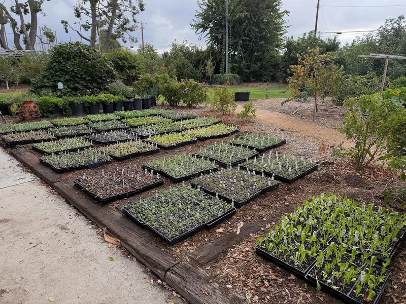 Seeds Germinate Better In Cool Soil