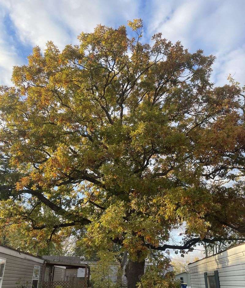 Increased Oak Tree Maturity