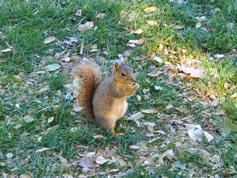 Wildlife Will Have A Feast This Winter